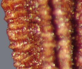  Sonchus arvensis.  Achenes with about five longitudinal ridges with deep and narrow creases between ridges. Photo by Julia Scher, USDA-APHIS-PPQ.