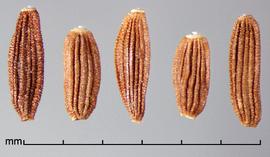  Sonchus arvensis.  Achenes with about five longitudinal ridges with deep and narrow creases between ridges. Photo by Julia Scher, USDA-APHIS-PPQ.