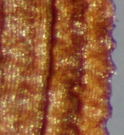  Sonchus oleraceus.  Achenes with strong cross-reticulations on both the ribs and interspaces. Photo by Julia Scher, USDA-APHIS-PPQ.