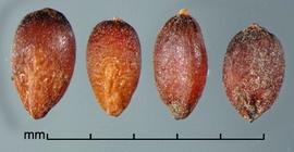  Sorghum halepense.  Spikelets with an intact rachis segment and pedicel and smooth spikelet base. Photo by Julia Scher, USDA-APHIS-PPQ.