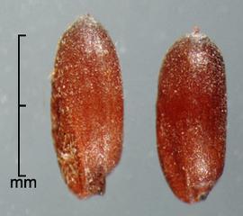  Sorghum halepense.  Spikelets with an intact rachis segment and pedicel and smooth spikelet base. Photo by Julia Scher, USDA-APHIS-PPQ.