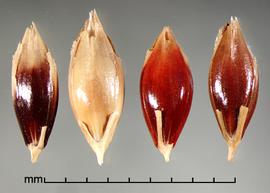  Sorghum bicolor  nothosubsp.  drummondii . Spikelets with a less round caryopsis apex, where the slope is more gradual from the middle to the top. Photo by Julia Scher, USDA-APHIS-PPQ.