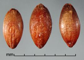  Sorghum bicolor  nothosubsp.  drummondii . Spikelets with a less round caryopsis apex, where the slope is more gradual from the middle to the top. Photo by Julia Scher, USDA-APHIS-PPQ.