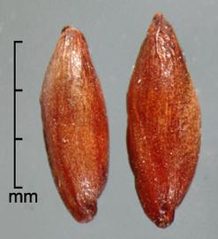  Sorghum bicolor  nothosubsp.  drummondii . Spikelets with a less round caryopsis apex, where the slope is more gradual from the middle to the top. Photo by Julia Scher, USDA-APHIS-PPQ.
