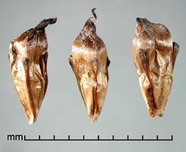  Sparganium erectum.  Achenes with straplike appendages from the base. Photo by Julia Scher, USDA-APHIS-PPQ.