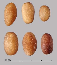  Spermacoce alata.  True seeds with longitudinally oriented reticulum rows. Photo by Julia Scher, USDA-APHIS-PPQ.