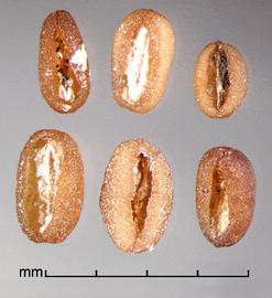  Spermacoce alata.  True seeds with longitudinally oriented reticulum rows. Photo by Julia Scher, USDA-APHIS-PPQ.