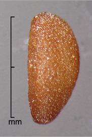  Spermacoce alata.  True seeds with longitudinally oriented reticulum rows. Photo by Julia Scher, USDA-APHIS-PPQ.