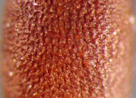  Spermacoce alata.  True seeds that are reticulate. Photo by Julia Scher, USDA-APHIS-PPQ.