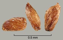  Striga hermonthica.  True seeds with large ridges. Photo by Julia Scher, USDA-APHIS-PPQ.