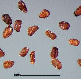  Striga aspera.  True seeds with the hilum on the narrow end. Photo by Julia Scher, USDA-APHIS-PPQ.