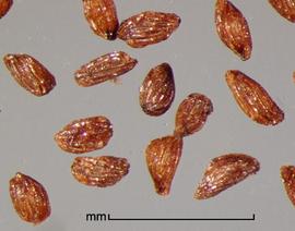  Striga forbesii.  True seeds with ridges that are large and finely tuberculate on ridge rims. Photo by Julia Scher, USDA-APHIS-PPQ.