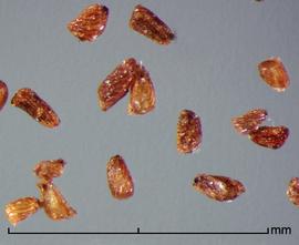  Striga hermonthica.  True seeds with the hilum on the narrow end. Photo by Julia Scher, USDA-APHIS-PPQ.