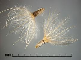  Tridax procumbens . Achenes and pappus thar are both hairy. Photo by Julia Scher, USDA-APHIS-PPQ.