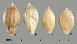 Urochloa ramosa.  Spikelets with coverings that are papery, short, and long glumes and a sterile lemma. Photo by Julia Scher, USDA-APHIS-PPQ.