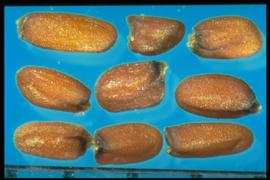  Erysimum capitatum.  Seeds with a large developed hilum on the basal end.