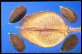  Cardaria draba.  The silique is an inverted heart shape with a single seed on each side. A straight line separates the embryo lobes. 