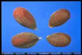  Cardaria draba.  Seed with a pointed hilum end. 