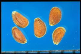  Lepidium virginicum.  Seeds that are light brown with a yellow wing and hilum area. 