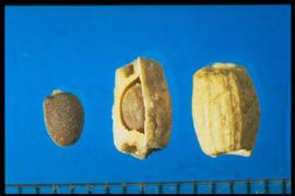  Raphanus raphanistrum.  Pod segments that break up at maturity on the constrictions between the seeds into cylindrical segments. 
