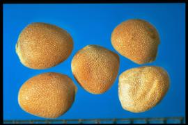  Raphanus sativus.  True seed with spongy pods that break open easily in conditioning, and the seed unit is the hulled seed. 