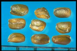  Sisymbrium altissimum.  True seeds with a Longitudinal groove between lobes. 