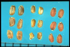From Left to Right: 1.  Sisymbrium officinale  2. Sisymbrium altissimum  3.  Camelina microcarpa . 