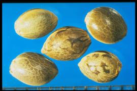  Cannabis sativa.  Achenes are yellow to brown with light veins and dark blotches. 