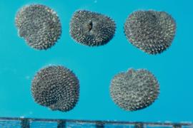  Silene dioica.  True seeds with a collar surrounding the hilum that extends slightly above the margin edge. 