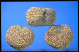  Silene noctiflora.  True seeds with large tubercles with no space between them. 