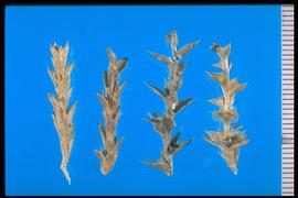 From Left to Right: 1. and 2.  Salsola collina  3. and 4.  Salsola tragus . Stems. 