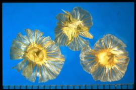 Salsola paulsenii.  Samara with yellow transparent sepal lobes. 