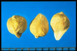  Spinacia oleracea . Achenes with a dorsal fruit scar and dominant longitudinal ridges. 