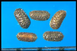  Hypericum perforatum.  Highly reticulated and shiny seeds with rounded ends. 