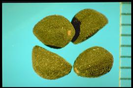  Convolvulus equitans.  Seeds with a hilum that is oblique to the seed axis. 