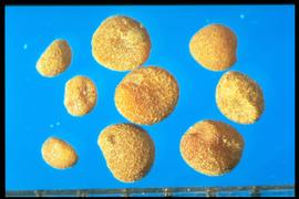 From Left to Right: 1.  Cuscuta pentagona  2.  Cuscuta epithymum  3.  Cuscuta indecora . Seeds with a rough surface. 