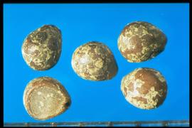  Dichondra micrantha.  Seeds are brown and white mottled, with some roughness from the mottling. 