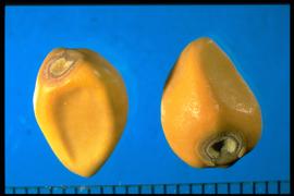  Ipomoea alba.  Very large seeds with two flat sides that are slightly indented. 