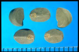  Ipomoea hederacea.  Wedge-shaped seeds with a smooth surface. 