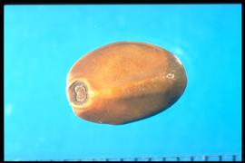  Ipomoea turbinata.  Seeds with a large, round hilum that's not parallel to the axis. 