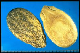  Citrullus lanatus.  Seeds with a rather corky and soft texture. 