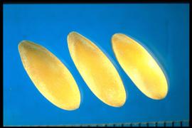  Cucumis melo.  Yellow seeds that are elongated ovals with marginal wings at the base and a rounded apical end. 