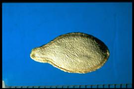 Cucurbita moschata.  Seeds with the hilum at the end of the extended neck, and a groove that follows the seed margin. 