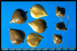 From Left to Right:  1.  Bolboschencus robustus  2.  Schoenoplectus americanus  3.  Schoenoplectus tabernaemontani .  Schoenoplectus tabernaemontani  is the smallest species shown in the photo. Achenes with straplike appendages from the base. 