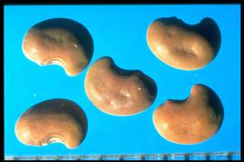  Aeschynomene indica.  Reniform-shaped seed with a short divergent radicle lobe. Photo courtesy of Colorado State University, Department of Soil and Crop Sciences.