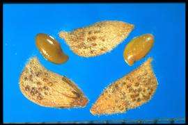  Amorpha canescens . The hilum is lateral near the base with the radicle. short, and strongly out-turned. Photo courtesy of Colorado State University, Department of Soil and Crop Sciences.