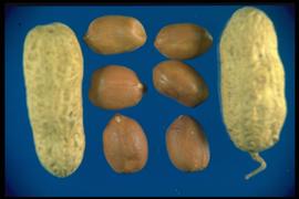  Arachis hypogaea.  True seeds with fragile seed coats, borne in pods. 