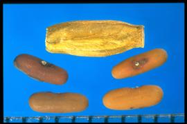  Securigera varia.  True seeds that are sometimes encased in a segment of the pod (fruit coat). Photo courtesy of Colorado State University, Department of Soil and Crop Sciences.
