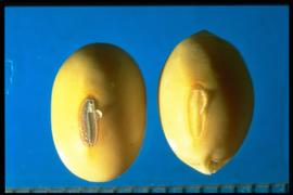  Glycine max.  Seeds that vary in color with hilums that are yellow, imperfect black, or brown to black. Photo courtesy of Colorado State University, Department of Soil and Crop Sciences.