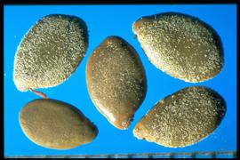  Hoffmannseggia glauca.  Seeds are smooth to sandy-coated. Photo courtesy of Colorado State University, Department of Soil and Crop Sciences.